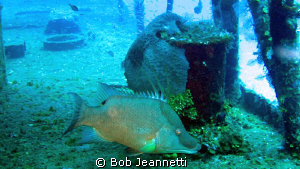 Hogfish by Bob Jeannetti 